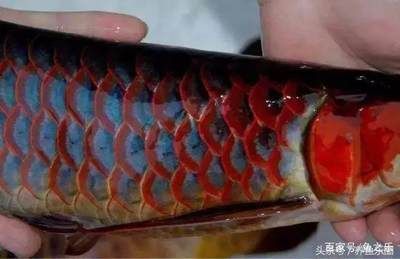 紅龍魚挑選標準是什么意思（挑選紅龍魚的標準和方法）