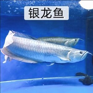 紅色銀龍魚怎么回事（銀龍魚常見病了解銀龍魚的幾種常見病www.bbpets.cn） 龍魚百科 第6張