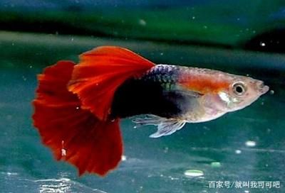 紅金龍魚尾巴分叉是什么原因（紅金龍魚尾巴分叉怎么辦） 龍魚百科 第3張