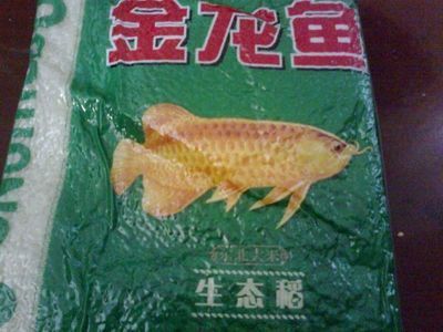 東北小金龍魚是什么魚種的（關(guān)于東北小金龍魚的一些問題） 龍魚百科 第1張