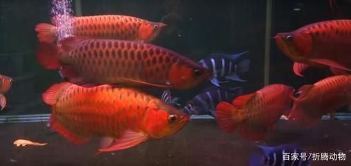 紅龍魚都吃什么（紅龍魚吃什么最好）