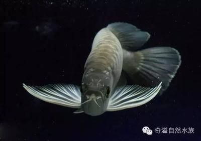 紅龍魚和銀龍魚哪個(gè)貴些（紅龍魚和銀龍魚哪個(gè)更貴） 龍魚百科 第4張