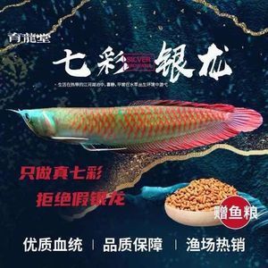 紅龍魚和銀龍魚哪個(gè)貴些（紅龍魚和銀龍魚哪個(gè)更貴） 龍魚百科 第6張