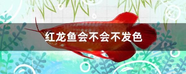 紅龍魚發(fā)色的最佳溫度和時間（紅龍魚什么時候發(fā)色） 龍魚百科 第4張