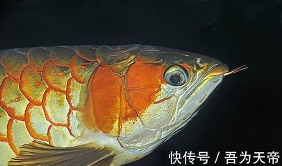 紅龍魚為什么長得快的原因（紅龍魚生長速度最快的時候是多大的魚(紅龍魚怎么養(yǎng)長得快） 龍魚百科 第3張