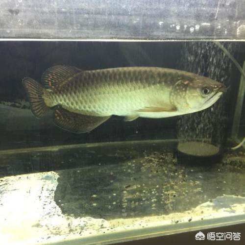 金龍魚20厘米多少錢一條（金龍魚價(jià)格） 龍魚百科 第5張