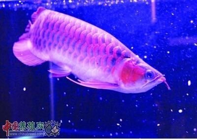 紅龍魚的養(yǎng)殖方法和注意事項（紅龍魚怎么養(yǎng)） 龍魚百科 第7張