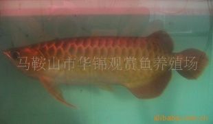 祥龍魚場觀賞魚有哪些品種圖片及價格（祥龍魚場提供了多種龍魚品種但不限于以下幾種品種） 龍魚百科 第2張