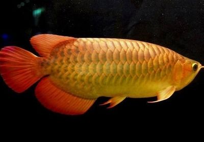 金龍魚 紅龍魚（金龍魚和紅龍魚有什么區(qū)別？） 龍魚百科 第3張