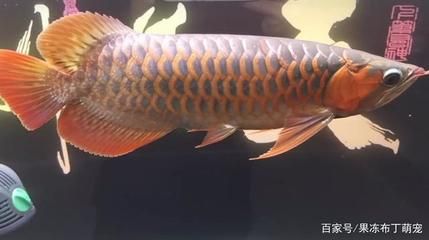 紅龍魚養(yǎng)幾條比較好（紅龍魚一缸可以養(yǎng)幾條？） 龍魚百科 第6張