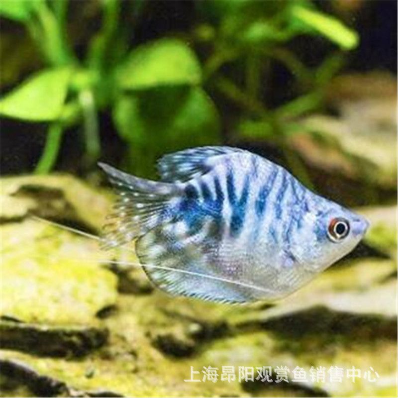 觀賞魚曼龍魚怎么賣的好一點(diǎn)（賣觀賞魚斗魚怎么賣） 龍魚百科 第2張