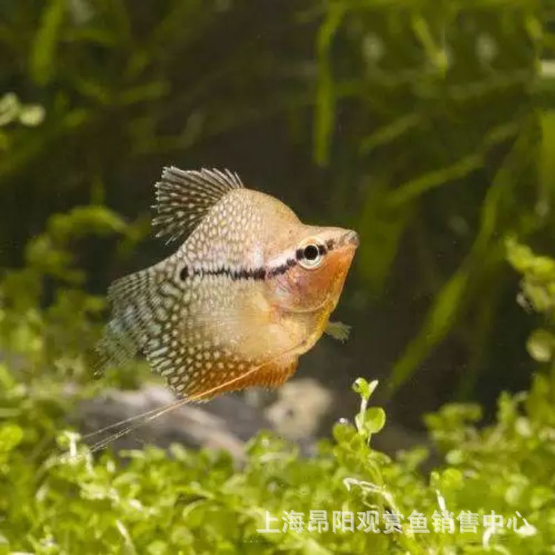 觀賞魚曼龍魚怎么賣的好一點(diǎn)（賣觀賞魚斗魚怎么賣） 龍魚百科 第3張