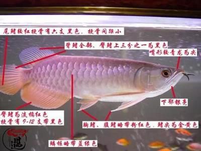 號半龍魚百科（號半龍魚是一種特定外觀特征的觀賞魚品種簡介）