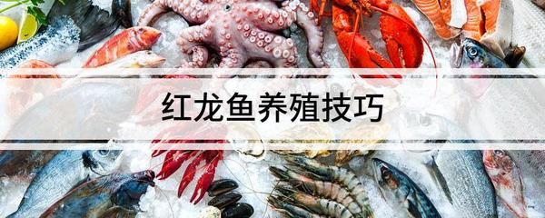 紅龍魚(yú)溫度多少度最好養(yǎng)活一點(diǎn)（紅龍魚(yú)最佳飼養(yǎng)溫度） 龍魚(yú)百科 第4張