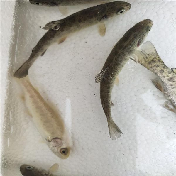 虎魚(yú)吃龍魚(yú)飼料嗎（虎魚(yú)可以吃飼料嗎） 龍魚(yú)百科 第4張