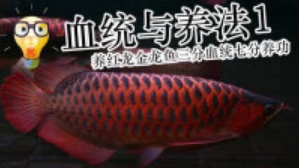 帶金龍血統(tǒng)的紅龍魚叫什么（每日一魚｜一條有金龍魚血統(tǒng)的血紅金龍魚，別樣美?。? title=