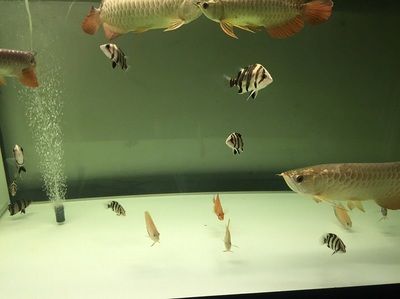 紅龍魚燈什么牌子好用（什么牌子紅龍魚燈好） 龍魚百科 第7張