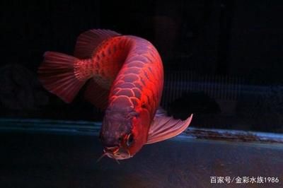 紅龍魚顏色淺了是什么原因引起的（紅龍魚發(fā)色的秘密原來是這些?。?龍魚百科 第4張