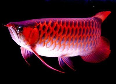 紅龍魚飼養(yǎng)成本（武漢一條紅龍魚標價298萬元每月飼養(yǎng)成本約298萬元） 龍魚百科 第5張