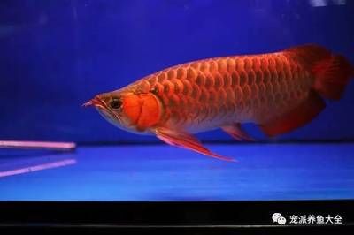 紅龍魚飼養(yǎng)成本（武漢一條紅龍魚標價298萬元每月飼養(yǎng)成本約298萬元） 龍魚百科 第3張