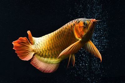 紅龍魚(yú)排行榜前十名（十大淡水觀賞魚(yú)排行榜紅龍魚(yú)排行榜前十名血紅龍上榜） 龍魚(yú)百科 第5張