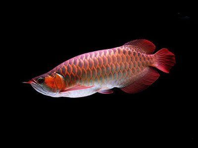 紅龍魚(yú)挑選幼苗的方法（怎樣挑選紅龍魚(yú)幼苗）