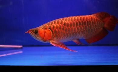 紅龍魚(yú)為什么老是在魚(yú)缸里靜止（紅龍魚(yú)為什么在魚(yú)缸里靜止不動(dòng)）