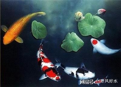 風(fēng)水龍魚養(yǎng)幾條好旺財（龍魚養(yǎng)幾條最好風(fēng)水學(xué)）