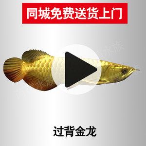 金龍魚24k金和金頭區(qū)別（金龍魚中的“24k金”和“金頭”有什么區(qū)別？） 龍魚百科 第5張