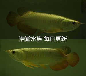 金龍魚24k金和金頭區(qū)別（金龍魚中的“24k金”和“金頭”有什么區(qū)別？） 龍魚百科 第3張