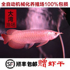 紅龍魚養(yǎng)殖場(chǎng)（國內(nèi)的紅龍魚養(yǎng)殖基地一般分布在哪些地方） 龍魚百科 第7張