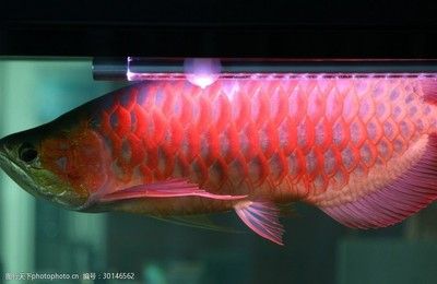 紅龍魚缸用什么背景好看（養(yǎng)紅龍魚缸用什么背景好） 龍魚百科 第1張