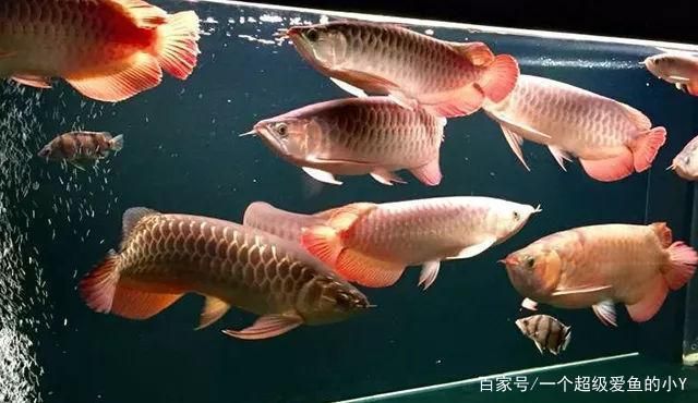 紅龍魚適合混養(yǎng)嗎（紅龍魚可以混養(yǎng)什么魚） 龍魚百科 第4張