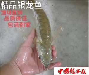 紅眼白子銀龍魚是什么意思（紅眼白子銀龍魚怎么養(yǎng)） 龍魚百科 第7張