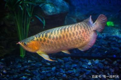 觀賞銀龍魚多少錢一條（觀賞魚銀龍魚價格信息：銀龍魚價格與其尺寸有關(guān)系） 龍魚百科 第2張