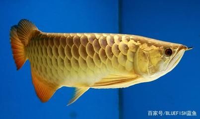 根據(jù)龍魚的分布區(qū)域可將龍魚分成哪幾類？（龍魚的分布區(qū)域）