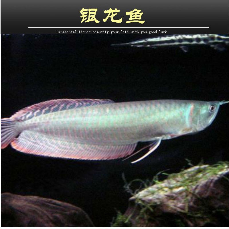 多大的銀龍魚可以吃小魚苗（二十厘米的銀龍魚可以吃小魚苗嗎銀龍魚可以吃小魚苗嗎） 龍魚百科 第3張