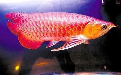 紅龍魚什么頭型好（紅龍魚頭型的8大頭型分析紅龍魚的9大頭型分析） 龍魚百科 第1張