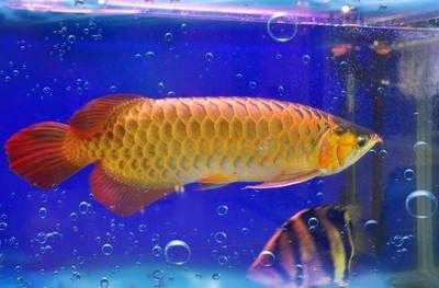 紅龍魚多久能長到40公分重（紅龍魚一年能長多大） 龍魚百科 第7張