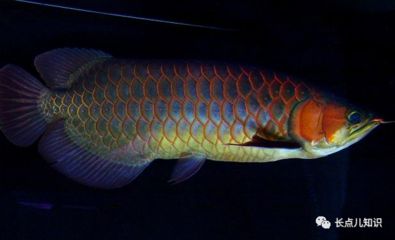 紅龍魚(yú)排行榜前十名品種有哪些（紅龍魚(yú)品種排行榜前十名的品種介紹） 龍魚(yú)百科 第4張