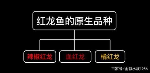 紅龍魚底色分幾種（養(yǎng)紅龍魚用什么顏色）