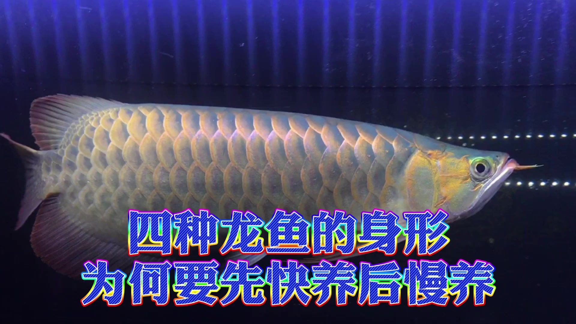 紅龍魚慢養(yǎng)的訣竅（紅龍魚的飼養(yǎng)方法） 龍魚百科