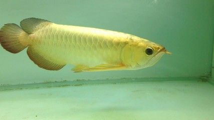 金龍魚25厘米是幾歲孩子吃的（關(guān)于金龍魚的問題）