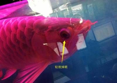 防止龍魚(yú)掉眼買(mǎi)什么顏色球（如何防止龍魚(yú)掉眼） 龍魚(yú)百科 第3張