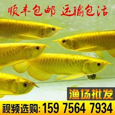 紅龍魚小魚如何挑選（如何挑選小紅龍魚） 龍魚百科 第7張