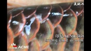 紅龍魚十大魚場排名（2018紅龍魚十大漁場排名）