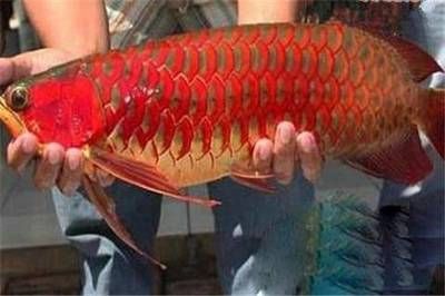 紅龍魚繁殖能力弱但繁殖方式非常奇特為什么魚類（“紅龍魚”繁殖能力弱,但繁殖方式非常奇特,為()魚類）