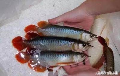 紅龍魚(yú)挑選（如何挑選紅龍魚(yú)） 龍魚(yú)百科 第4張