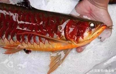 紅龍魚(yú)挑選（如何挑選紅龍魚(yú)） 龍魚(yú)百科 第5張