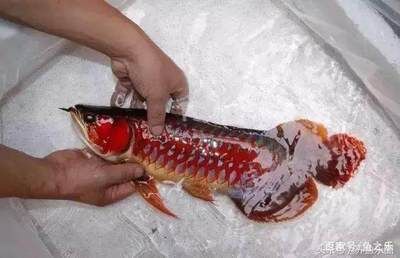 紅龍魚(yú)挑選（如何挑選紅龍魚(yú)） 龍魚(yú)百科 第7張